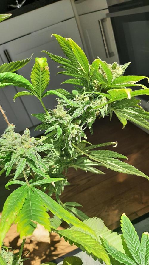 Super lemon haze window/outdoor grow. Week 16