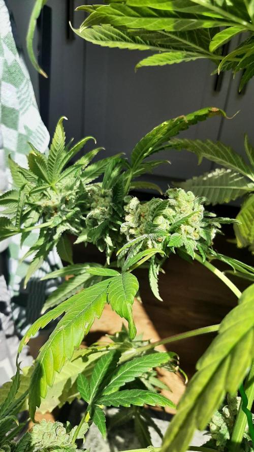 Super lemon haze window/outdoor grow. Week 16
