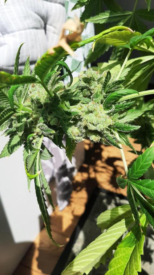 Super lemon haze window/outdoor grow. Week 16