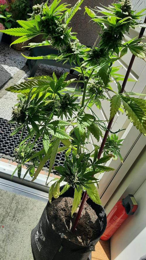 Super lemon haze window/outdoor grow. Week 16