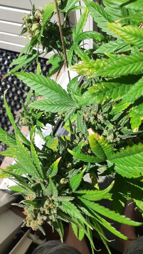 Super lemon haze window/outdoor grow. Week 16
