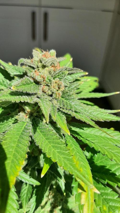 Super lemon haze window/outdoor grow. Week 16