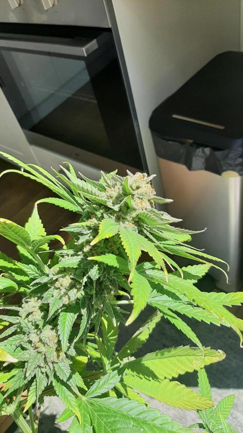 Super lemon haze window/outdoor grow. Week 16