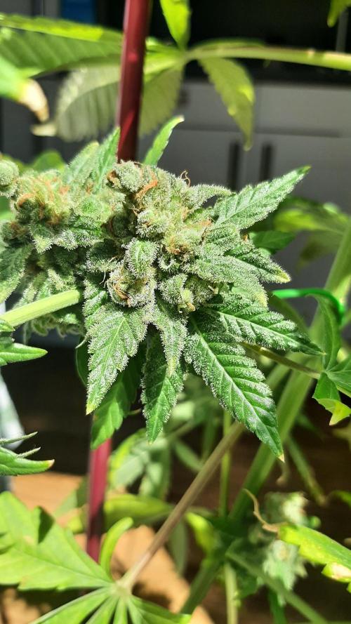 Super lemon haze window/outdoor grow. Week 16