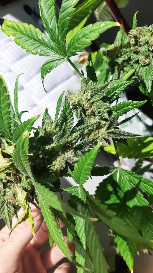 Super lemon haze window/outdoor grow. Week 16