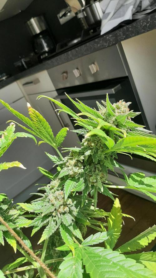 Super lemon haze window/outdoor grow. Week 16