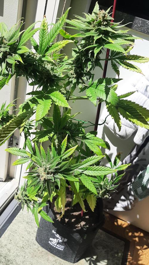 Super lemon haze window/outdoor grow. Week 16