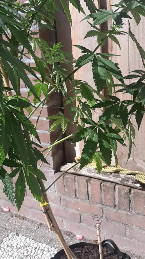 Super lemon haze window/outdoor grow