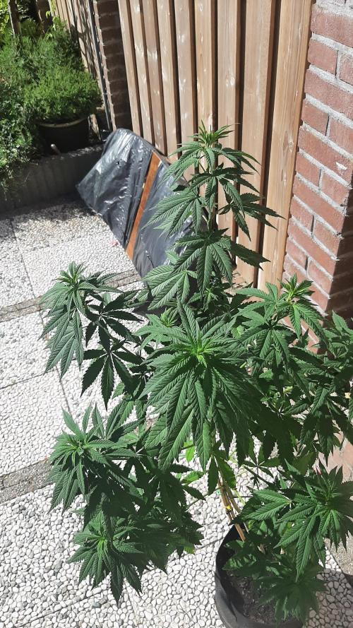 Super lemon haze window/outdoor grow. Week 16
