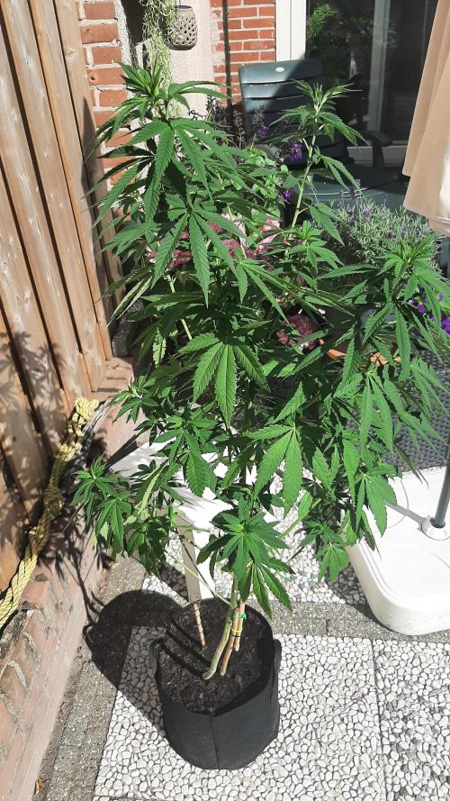Super lemon haze window/outdoor grow. Week 16