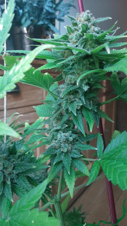 Super lemon haze window/outdoor grow. Week 16
