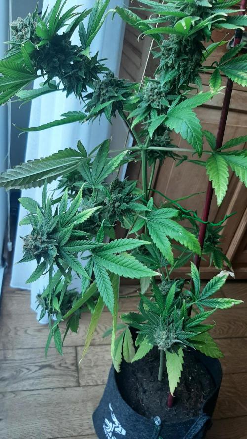Super lemon haze window/outdoor grow. Week 16