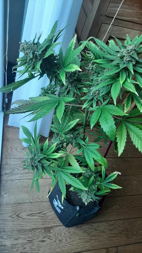 Super lemon haze window/outdoor grow. Week 16