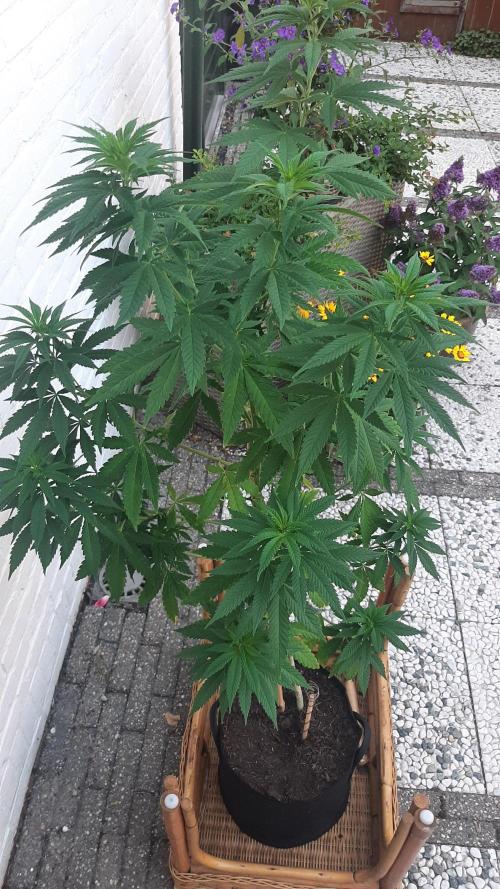 Super lemon haze window/outdoor grow. Week 16