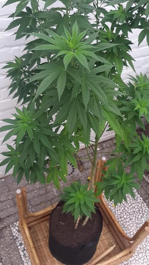 Super lemon haze window/outdoor grow