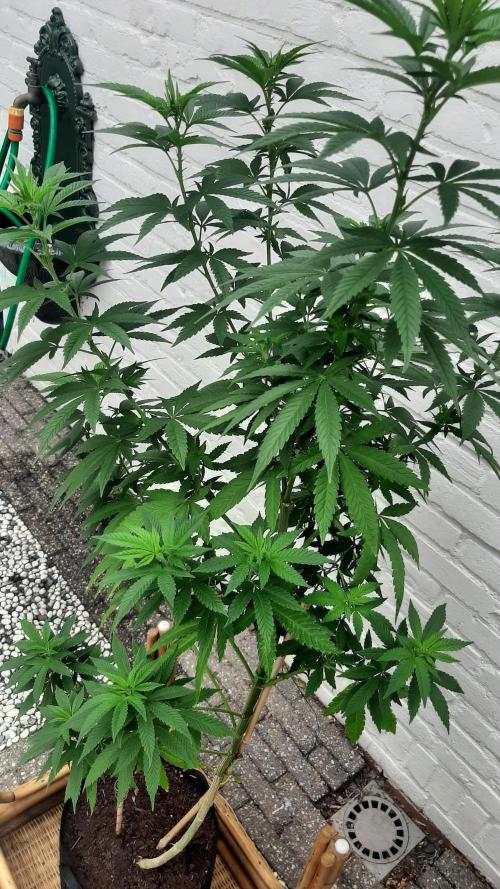 Super lemon haze window/outdoor grow. Week 17