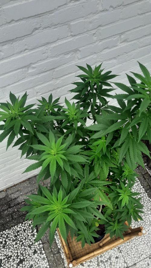 Super lemon haze window/outdoor grow. Week 17