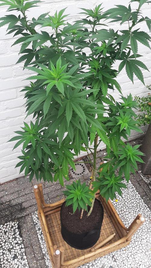 Super lemon haze window/outdoor grow. Week 17