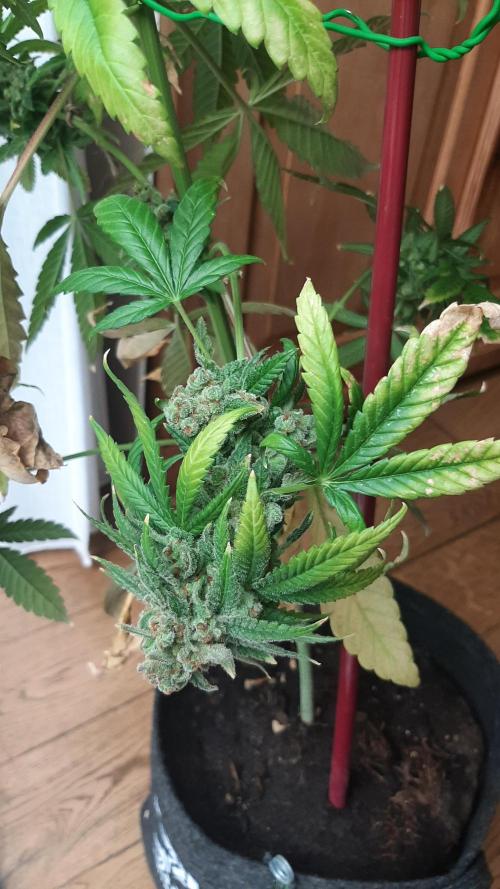 Super lemon haze window/outdoor grow. Week 17