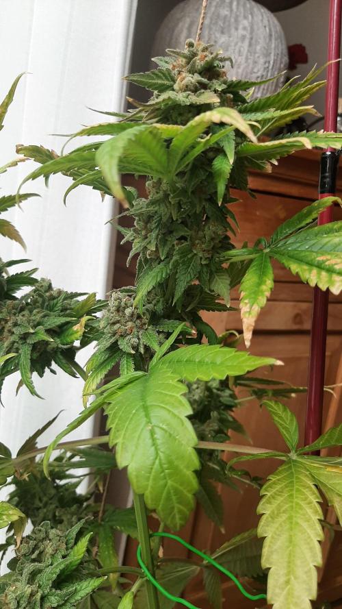 Super lemon haze window/outdoor grow. Week 17