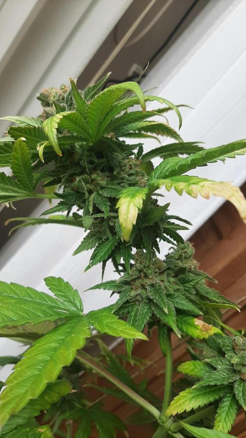 Super lemon haze window/outdoor grow. Week 17