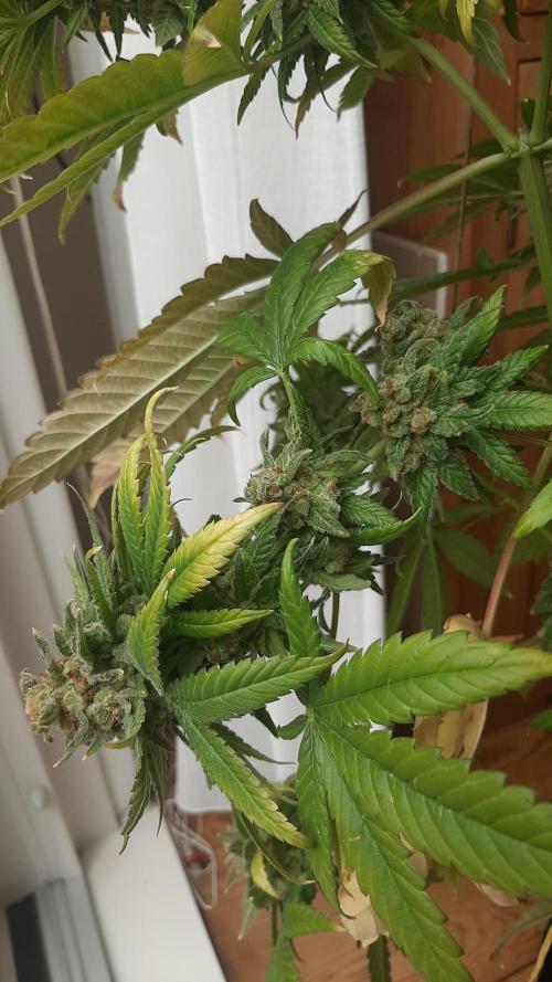 Super lemon haze window/outdoor grow. Week 17