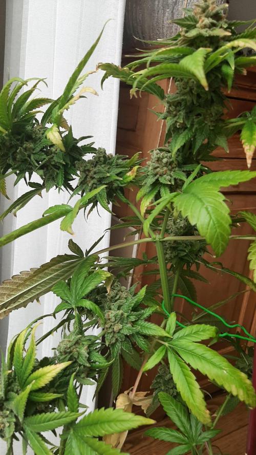 Super lemon haze window/outdoor grow. Week 17