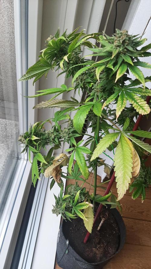 Super lemon haze window/outdoor grow. Week 17
