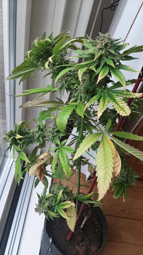 Super lemon haze window/outdoor grow. Week 17