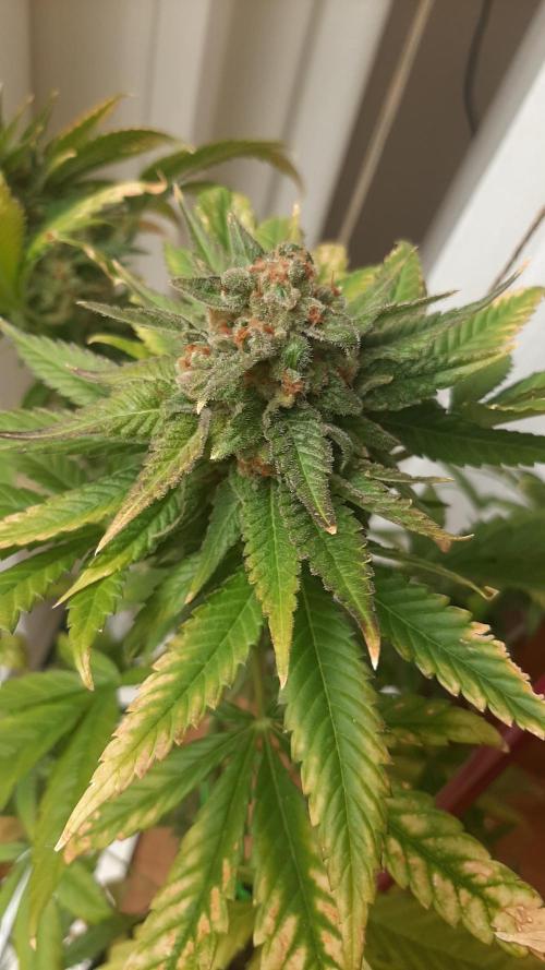 Super lemon haze window/outdoor grow. Week 17