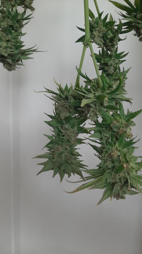 Super lemon haze window/outdoor grow. Week 18