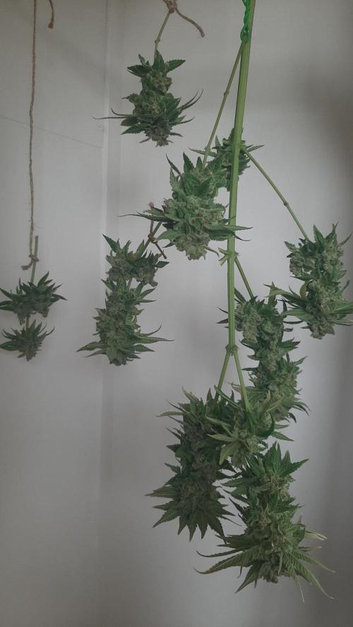 Super lemon haze window/outdoor grow. Week 18