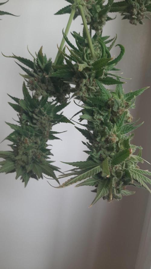 Super lemon haze window/outdoor grow. Week 18