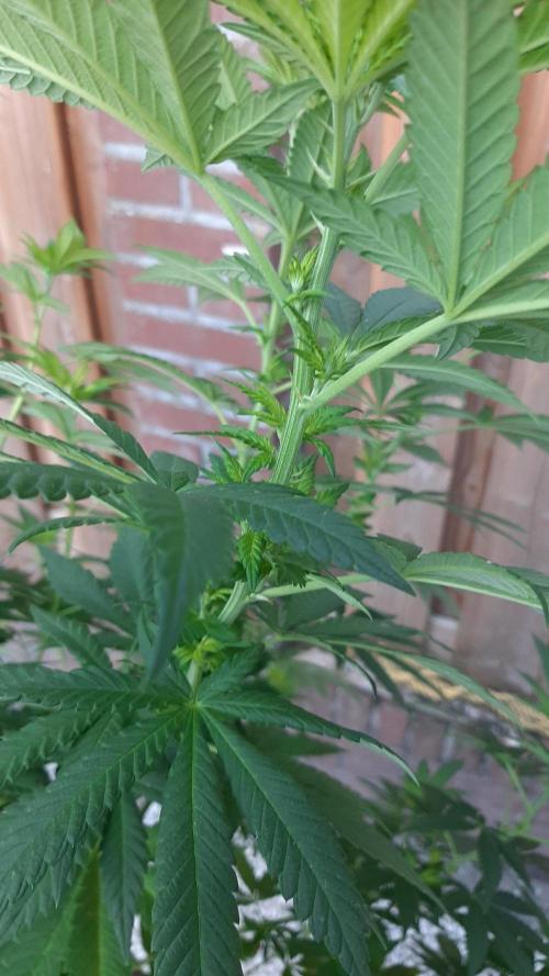Super lemon haze window/outdoor grow. Week 18