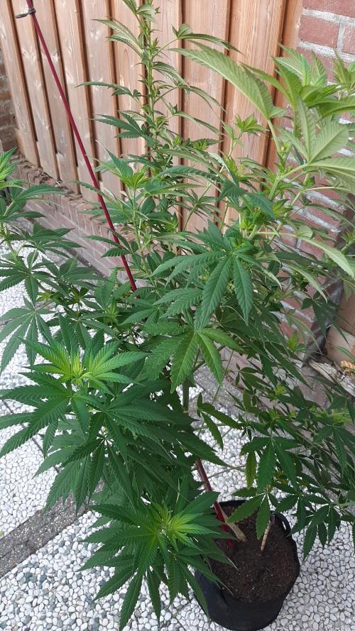 Super lemon haze window/outdoor grow. Week 18