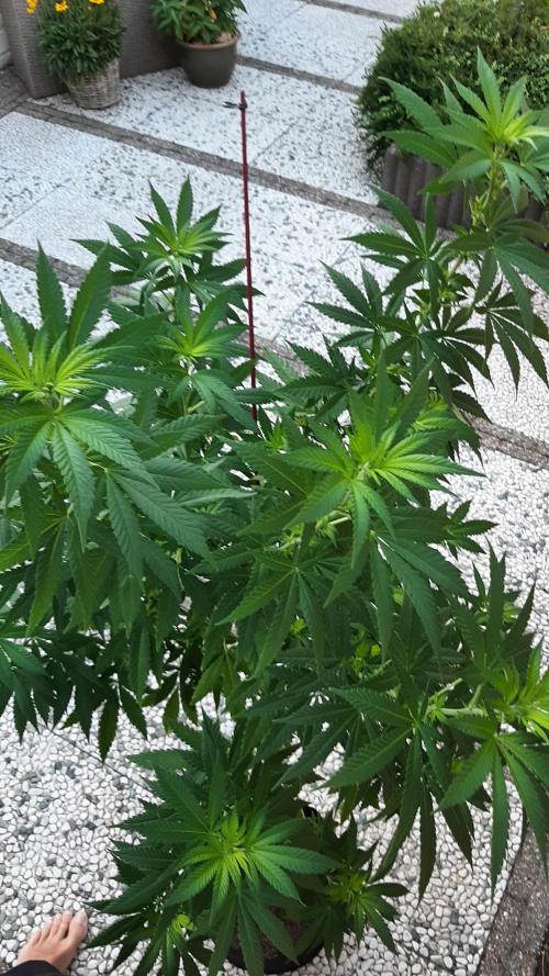 Super lemon haze window/outdoor grow. Week 18