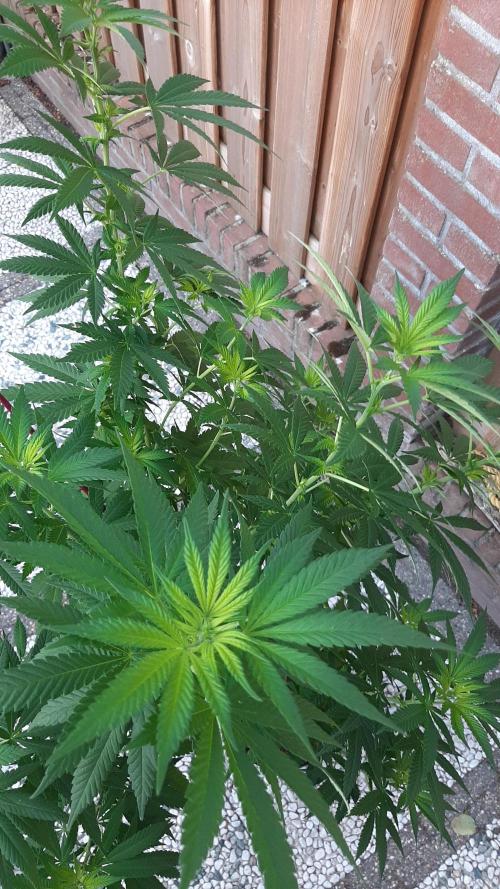 Super lemon haze window/outdoor grow. Week 18
