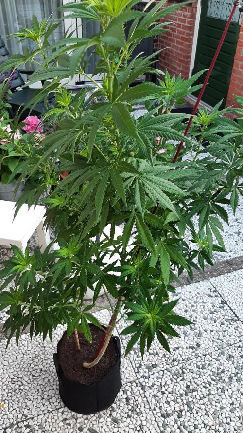 Super lemon haze window/outdoor grow. Week 18