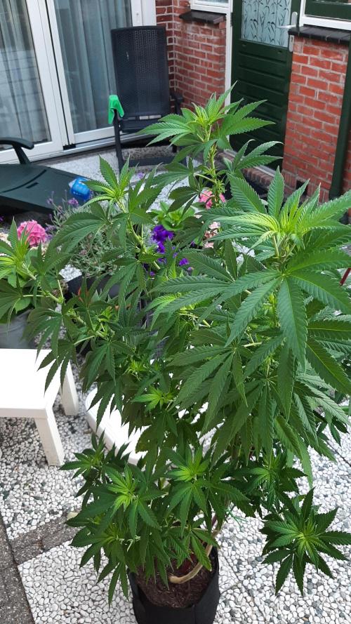 Super lemon haze window/outdoor grow. Week 18