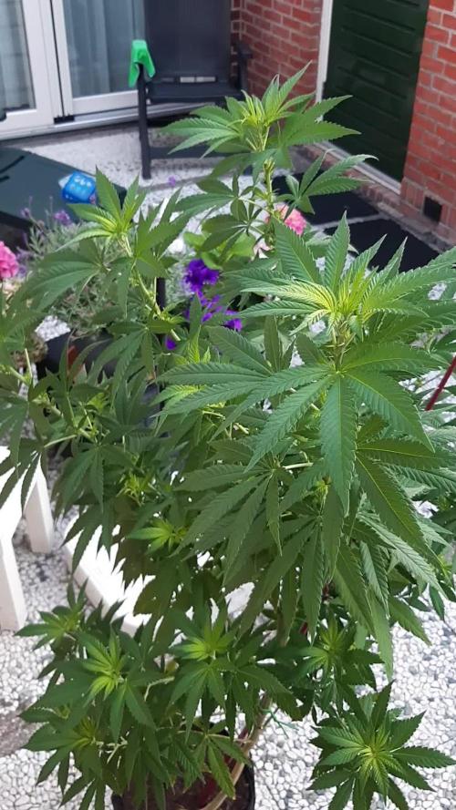 Super lemon haze window/outdoor grow