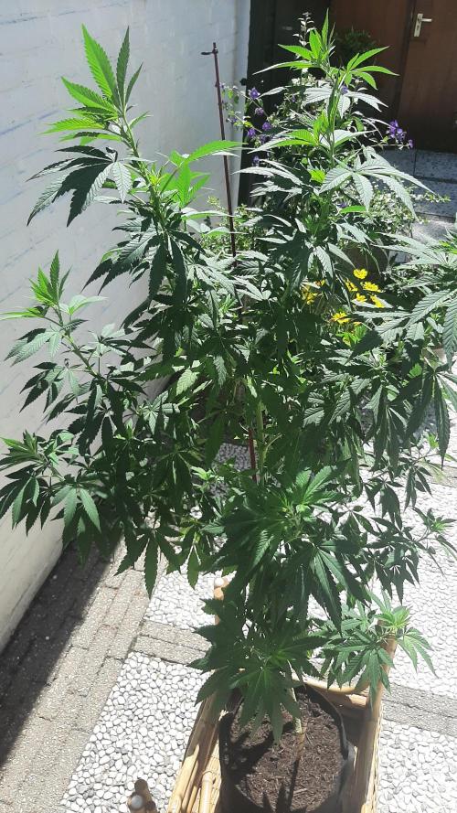 Super lemon haze window/outdoor grow. Week 18
