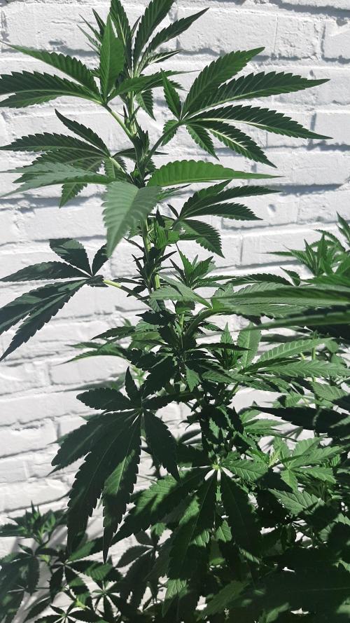 Super lemon haze window/outdoor grow. Week 19