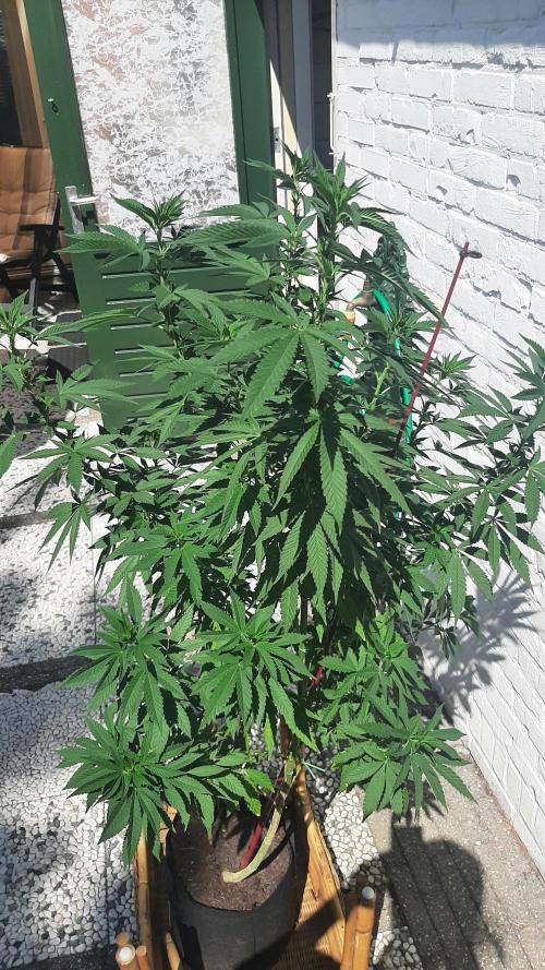 Super lemon haze window/outdoor grow. Week 19