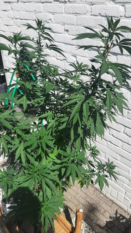 Super lemon haze window/outdoor grow. Week 19