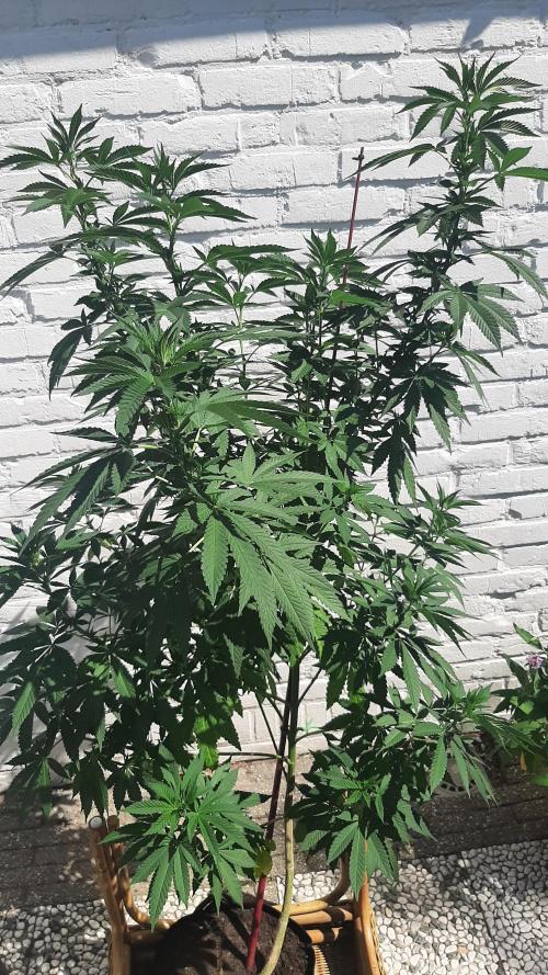 Super lemon haze window/outdoor grow. Week 19