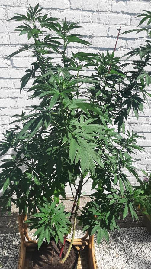 Super lemon haze window/outdoor grow. Week 19