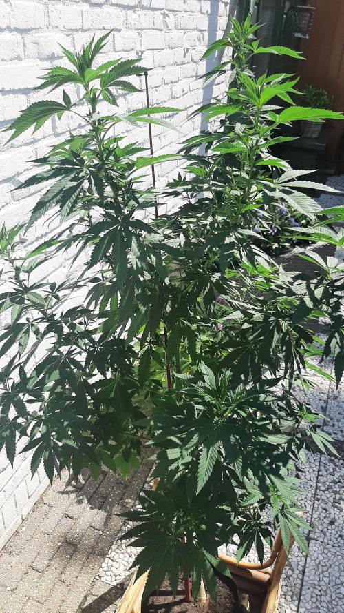 Super lemon haze window/outdoor grow. Week 19