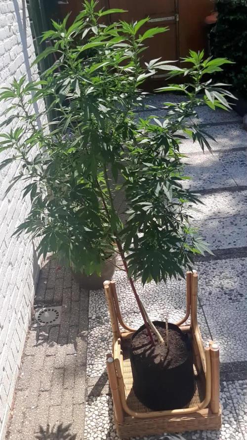 Super lemon haze window/outdoor grow
