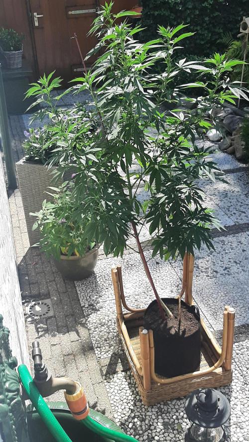 Super lemon haze window/outdoor grow. Week 19