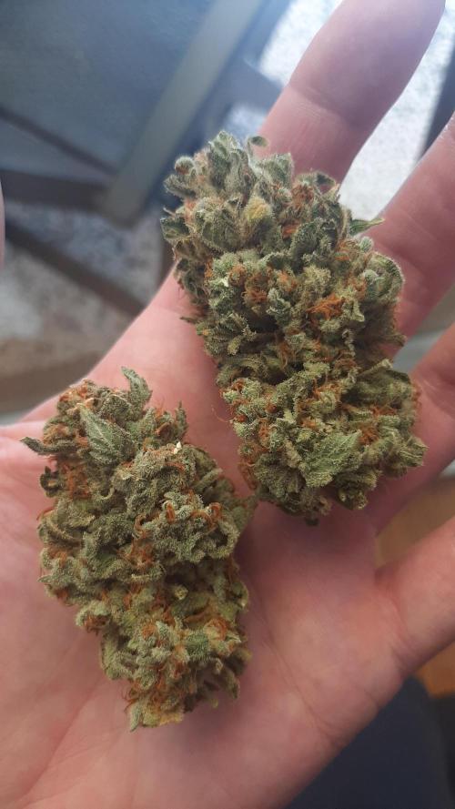 Super lemon haze window/outdoor grow. Week 19